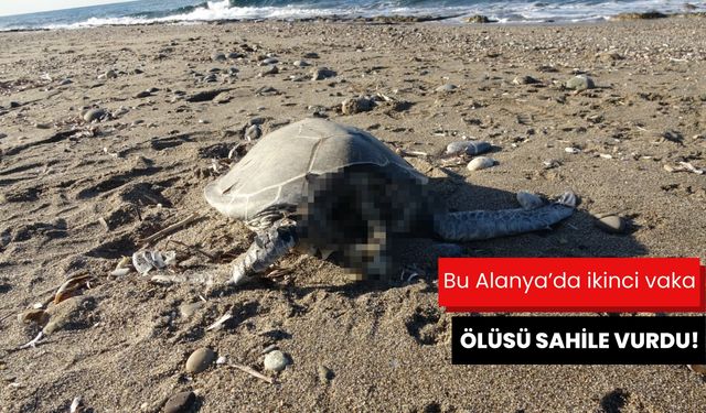 Bu Alanya'da ikinci vaka: Ölüsü sahile vurdu!