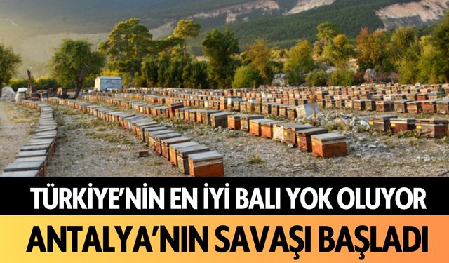 Türkiye'nin en iyi balı yok oluyor: Antalya'nın savaşı başladı