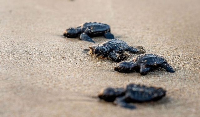 Antalya'dan yolcu edilen caretta carettaların göç yolculuğu bitti