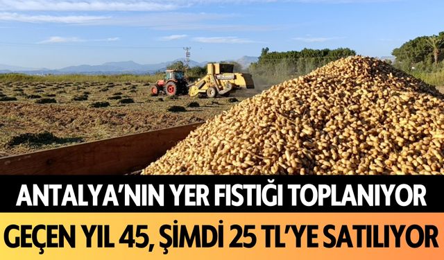 Antalya'nın yer fıstığı toplanıyor: Geçen yıl 45, şimdi 25 TL'ye satılıyor