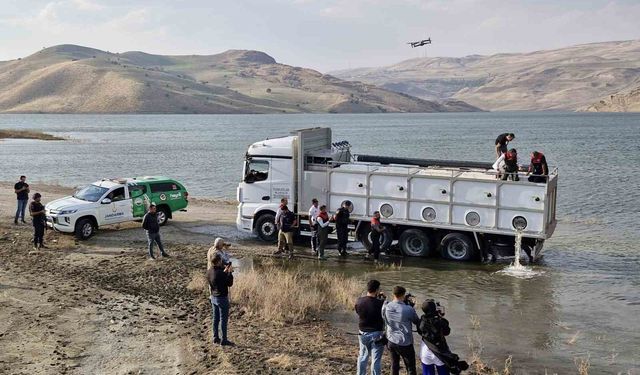 Göl ve baraj göletlerine 4 milyon yavru sazan bırakıldı