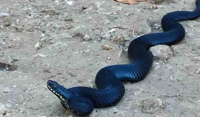 Vatandaş büyük panik yaşadı! Zehirli baran engerek yılanı görüldü