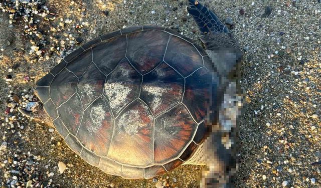 Alanya’da yürek yakan görüntü! Başı kesik caretta caretta bulundu