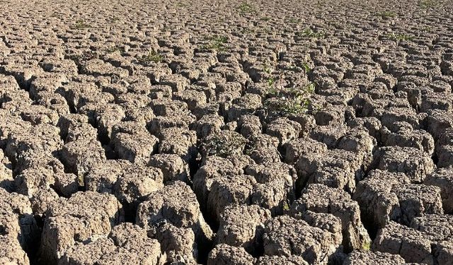 Antalya'dan sonra Isparta'dan da kötü haber geldi! Kuruyorlar