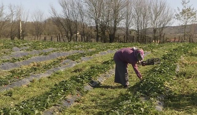 Çiftçilere destek ödemeleri yatıyor