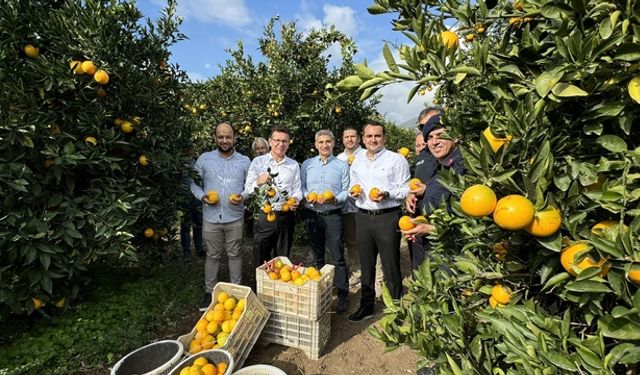 Eşsiz aromasıyla biliniyor! Antalya'da hasadı yapıldı