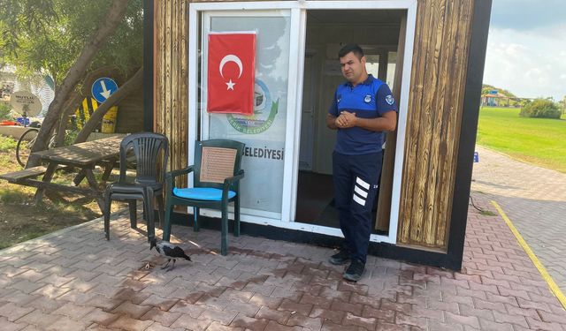 Maskot karganın 'firari' karga çıktı