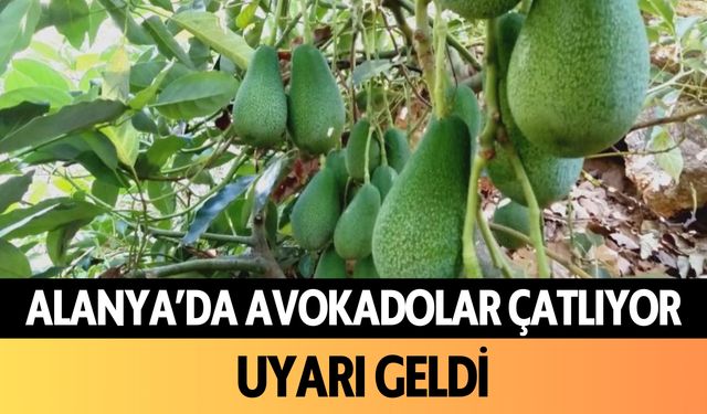 Alanya'da avokadolar çatlıyor: Uyarı geldi!