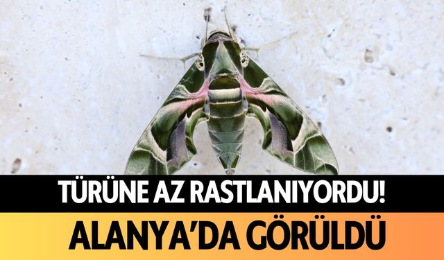 Türüne az rastlanıyordu... Alanya'da görüldü