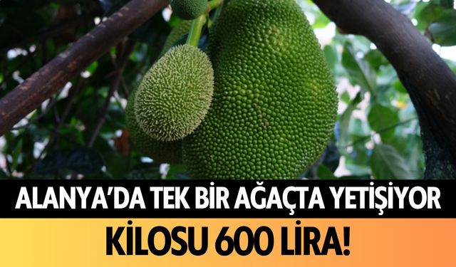 Alanya’da tek bir ağaçta yetişiyor! Kilosu 600 lira