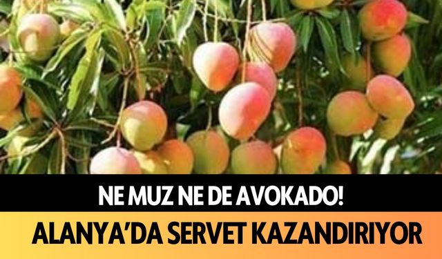 Ne muz ne de avokado… Alanya’da servet kazandırıyor!