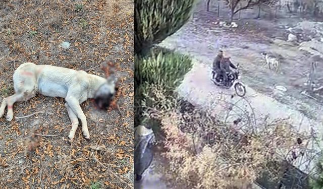 Antalya'da köpeği katletti, pişmanlığı serbest kalmasına yetti