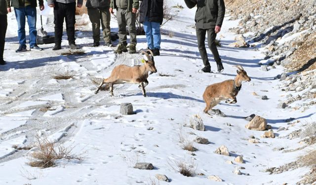 Antalya'dan Afyonkarahisar'a nakli yapıldı