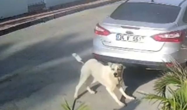 Antalya'da köpek havladı diye 3 el ateş edip öldürdü