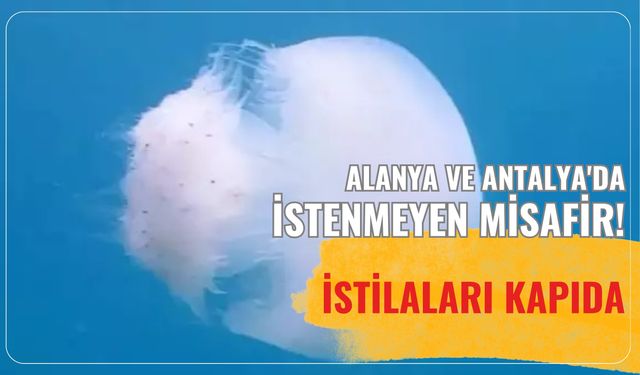 Alanya ve Antalya'da istenmeyen misafir! İstilaları kapıda