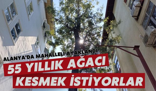 Alanya'da mahalleli ayaklandı: 55 yıllık ağacı kesmek istiyorlar