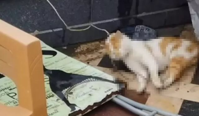 Cami avlusunda gören şok oldu! Vicdanlarımız sızladı