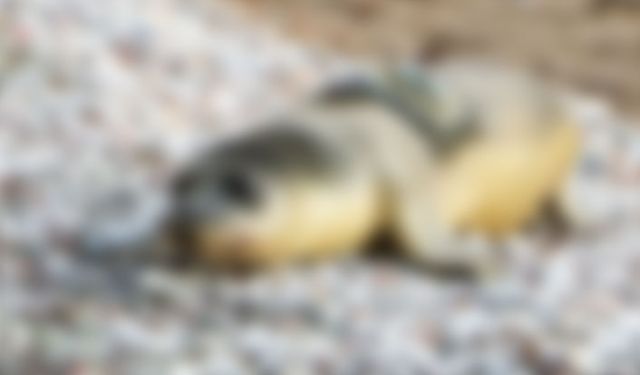 Antalya'da denize kavuşmuştu: Yavru fok ölü bulundu