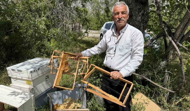 Antalya'da arıcılar çözümü elektrikli çitte buldu