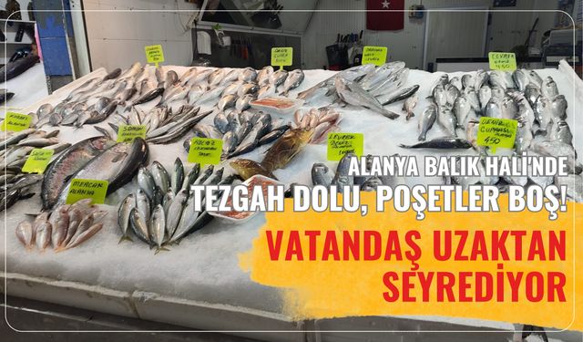 Alanya Balık Hali'nde tezgah dolu, poşetler boş! Vatandaş uzaktan seyrediyor