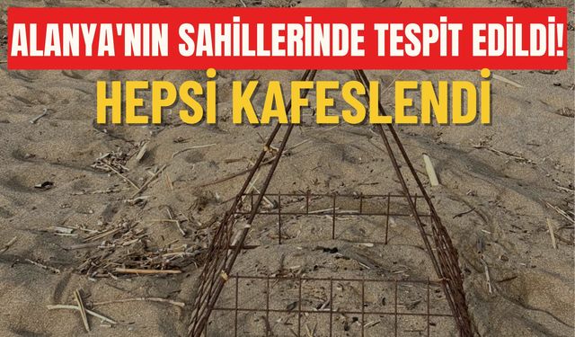 Alanya'nın sahillerinde tespit edildi! Hepsi kafeslendi