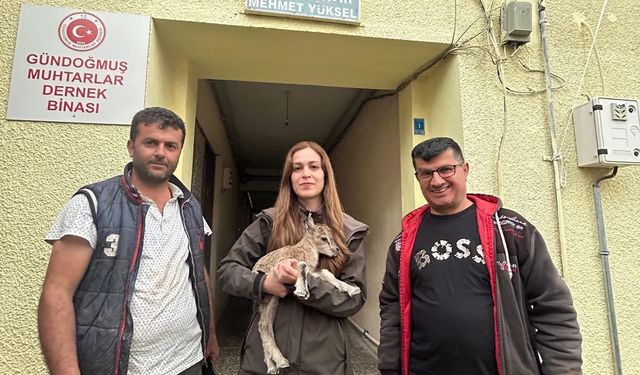 Antalya’da yağmur altında kalan yavru keçiye şefkat eli