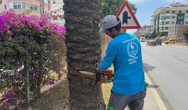 Alanya Belediyesinden hurma ağaçlarına endoterapi