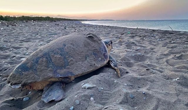 Antalya'da ilk yuvaları... Nesilleri tükenmekte!