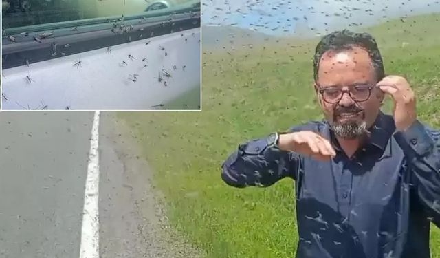 İlçeyi sinek bastı! Göz gözü görmüyor