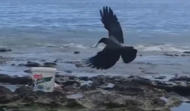Alanya'da karganın eğlenceli hırsızlığı