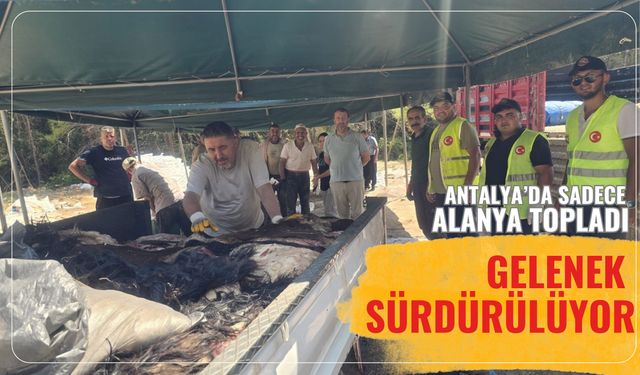 Antalya'da sadece Alanya topladı: Gelenek sürdürülüyor
