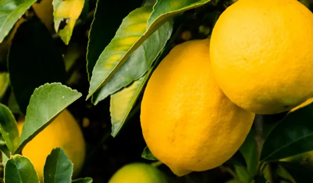 Don limon fiyatlarını vurdu: Tanesi 27 liradan satılıyor
