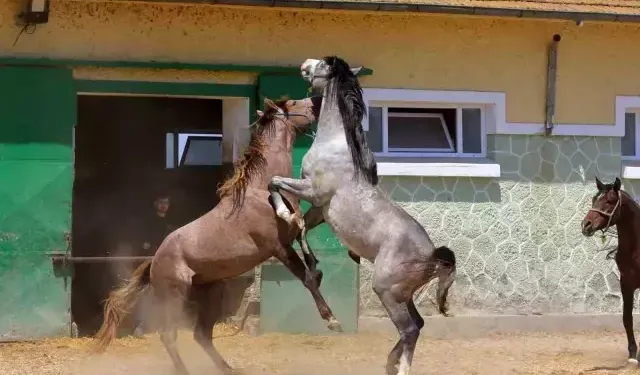 Duyan inanamıyor: Araba fiyatına at spermi satılıyor