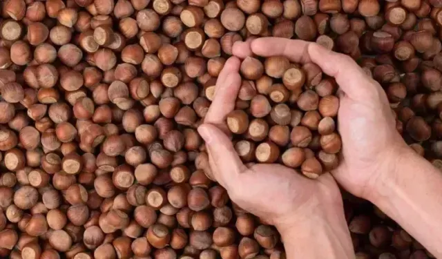 Ferrero için yolun sonu: Türkiye'de fındık alımı ve ihracat yasaklandı