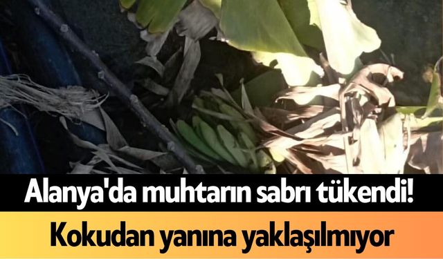 Alanya'da muhtarın sabrı tükendi
