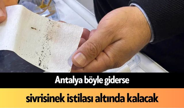 Antalya böyle giderse, sivrisinek istilası altında kalacak