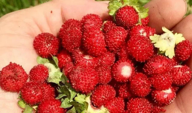 Dağ çileği servet kapısı oldu: Alanya'da talep var mı?