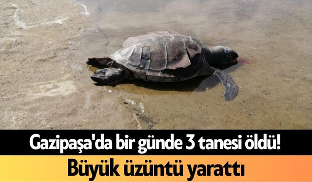 Gazipaşa'da bir günde 3 tanesi öldü