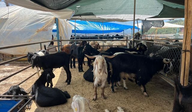 Uzmanlardan kurban eti uyarısı: 'Hemen poşete koymayın'