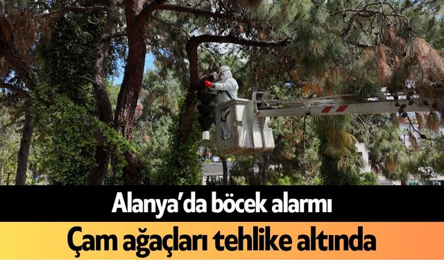 Alanya’da böcek alarmı