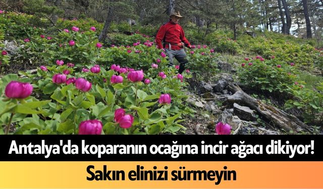 Antalya'da koparanın ocağına incir ağacı dikiyor