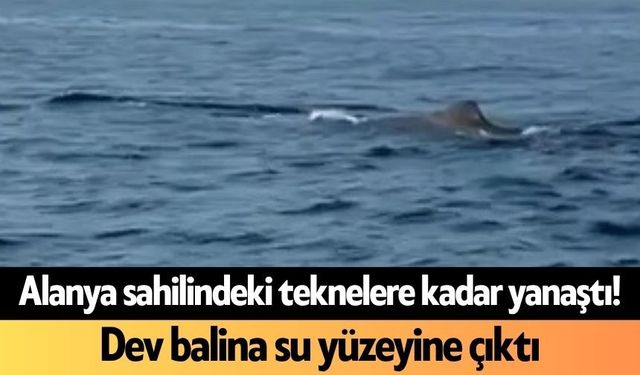 Alanya sahilindeki teknelere kadar yanaştı! Dev balina su yüzeyine çıktı