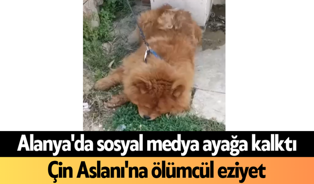 Alanya'da sosyal medya ayağa kalktı: Çin Aslanı'na ölümcül eziyet