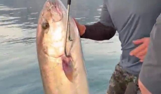 Antalya'da 56 kilogramlık kuzu balığı yakalandı