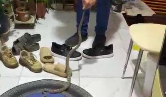 Antalya'da kapıda yılan paniği! Eve girmeden yakalandı
