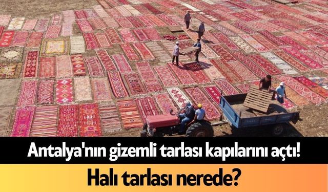 Antalya'nın gizemli tarlası kapılarını açtı! Halı tarlası nerede?
