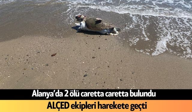 Alanya’da 2 ölü caretta caretta bulundu