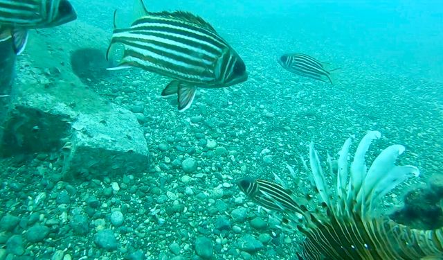 Antalya kıyılarındaki "çöl" noktalarına insan eliyle can suyu