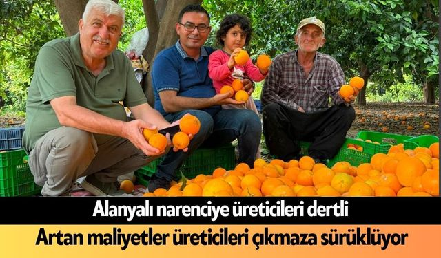 Alanya'da narenciye üreticisi zor günlerden geçiyor