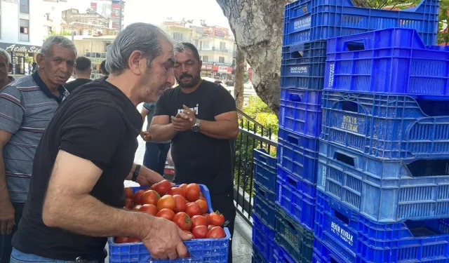 Serik'te üretici alıcı bulamayınca 4 ton domatesi dağıttı